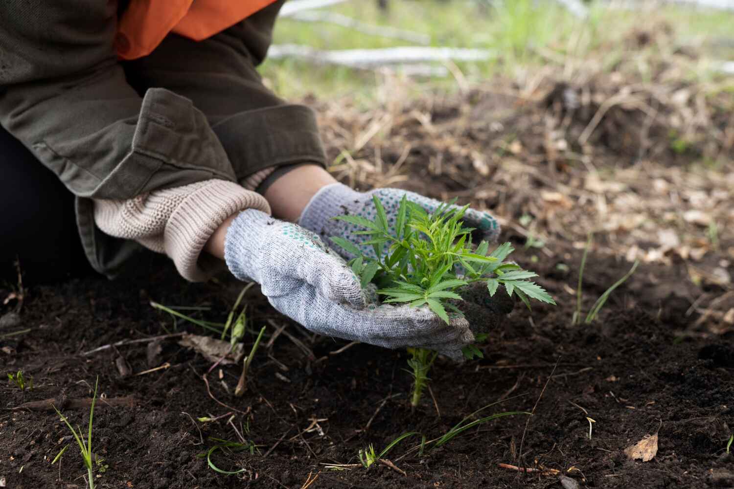 Professional Tree Service in Boston, GA